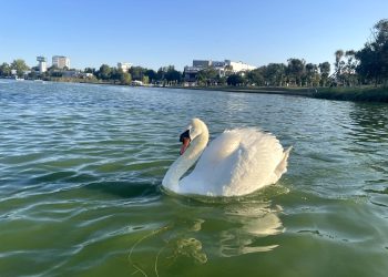 Virusul influenței aviare, suspectat în Portul Constanța. Intervin autoritățile