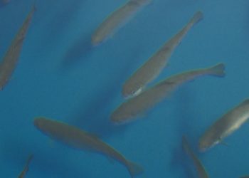 România ar putea avea ferme de păstrăv în Marea Neagră