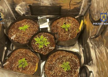 Constanța: Persoană cercetată pentru trafic de droguri de risc (VIDEO)