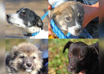 Max, Charlie, Luna și Scooby așteaptă să fie adoptați de familii iubitoare