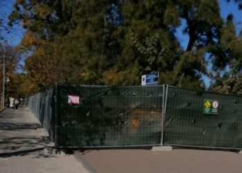 Constănțenii, îngrijorați de soarta arborilor de la Oleg Danovski: „Să nu-i taie!”