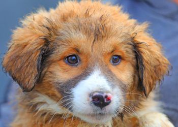 Vino să-l adopți pe Ricki, de la Adăpostul public de animale abandonate din Constanța!