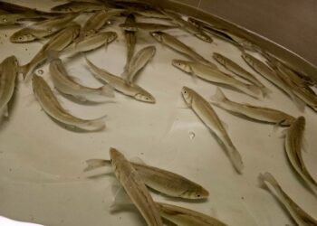 Lavracul din Marea Neagră: un experiment cu potențial uriaș pentru acvacultura românească