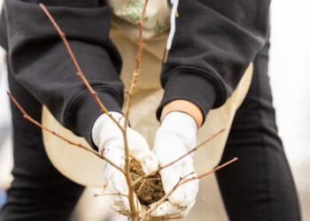 Constănțenii, invitați să planteze copaci