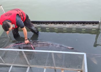 Asta da poveste pescărească: Sturion de 147 de kilograme și aproape 3 metri lungime, prins în apele Dunării (FOTO) 