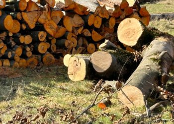 Trei bărbați s-au ales cu dosare penale pentru defrișare ilegală, în județul Constanța