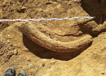 Un incisiv de 1,2 metri al unui mamut contemporan cu oamenii moderni, descoperit într-o ravenă, în România