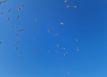 Pelicanii creți revin la cuibărit pe Insula Ceaplace, din Delta Dunării