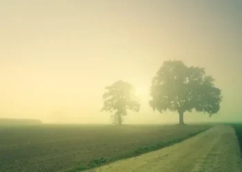 Cod galben de ceață în județul Tulcea 