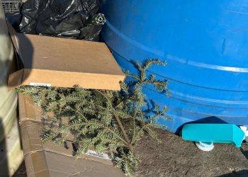 Cum să scapi de bradul de Crăciun fără amenzi: Puncte de colectare și sfaturi pentru constănțeni