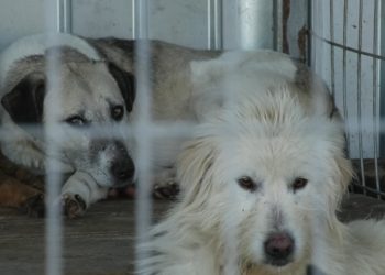 (VIDEO) O viață mai bună pentru el, iubire infinită pentru tine. Adoptă un maidanez!