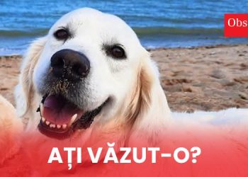 Cățelușa Katrina, dispărută de 7 zile în Eforie Sud, încă de negăsit