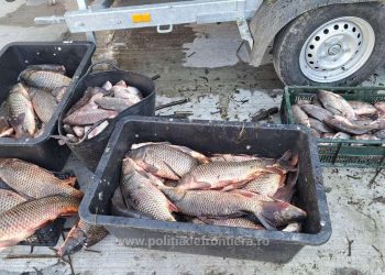 Peste 100 de kilograme de pește, confiscate de polițiștii de frontieră, în județul Tulcea