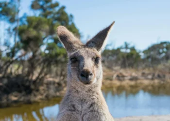 Cangur pe străzile din Sectorul 5! Nu, nu e glumă