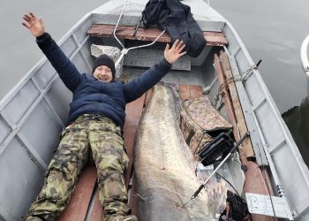 Captură record pe Dunăre: somn de aproape 3 metri, prins de un pescar (FOTO)