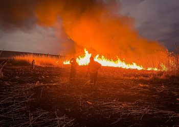 Amendă usturătoare pentru incendierea intenționată a vegetației din Delta Dunării