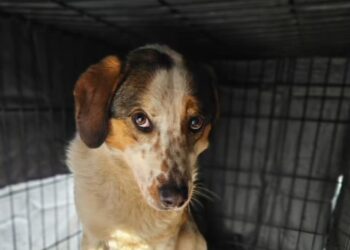 Salvare emoționantă la Constanța: 38 de animale găsite înfometate, abandonate într-o clădire