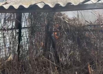 Flăcări la Isaccea: Incendiu de vegetație uscată stins la timp de pompieri