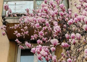 Tentativă de fraudă cu puieți de magnolie, la Tulcea