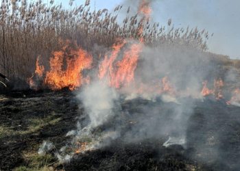 Incendiile de vegetație fac ravagii în Tulcea. Autoritățile trag un semnal de alarmă: „Pericolul este real!”