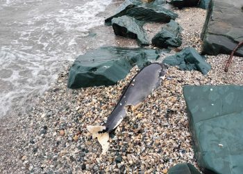 Primul caz al unui delfin eșuat pe litoralul românesc, în 2025. Iată cum poți ajuta